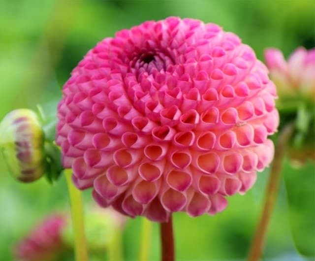 what is a ball dahlia and top varieties