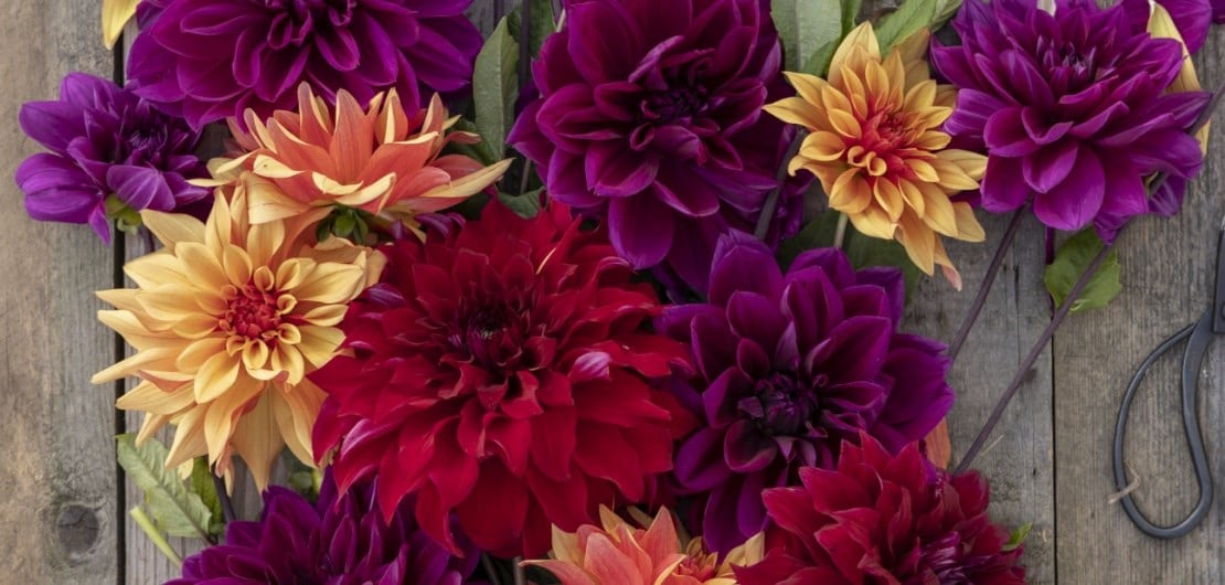 dahlia collections designed for you, border collections of dahlia tubers