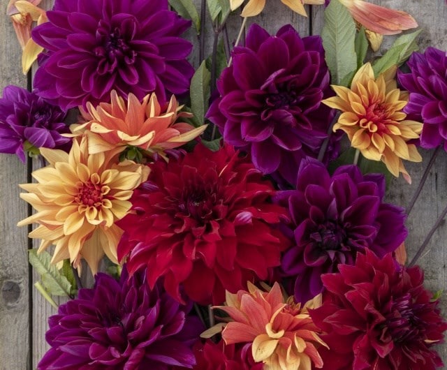 dahlia collections designed for you, border collections of dahlia tubers
