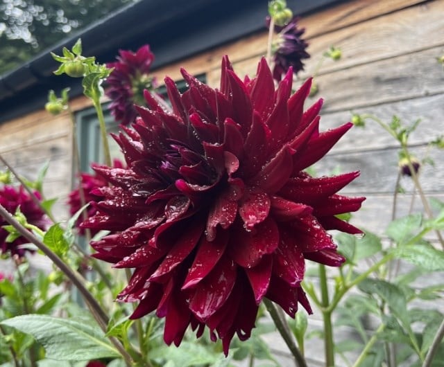 what is a dinner plate dahlia?