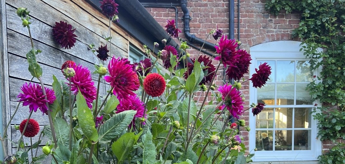 growing dahlia questions answered by experts