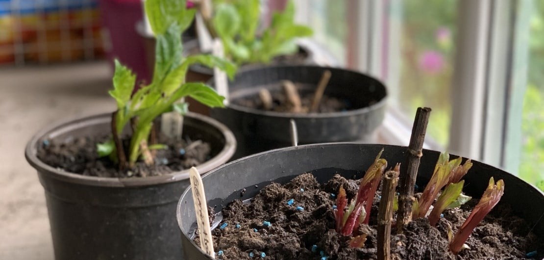 growing dahlias tips, hardening off dahlias
