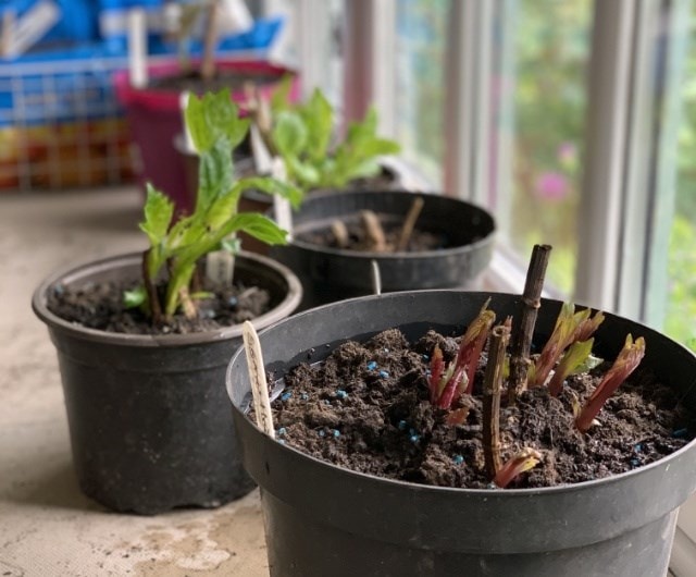 growing dahlias tips, hardening off dahlias