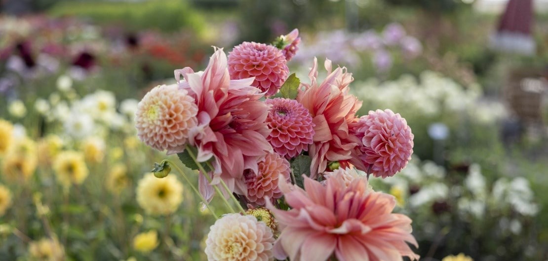 are dahlias poisonous to dogs?