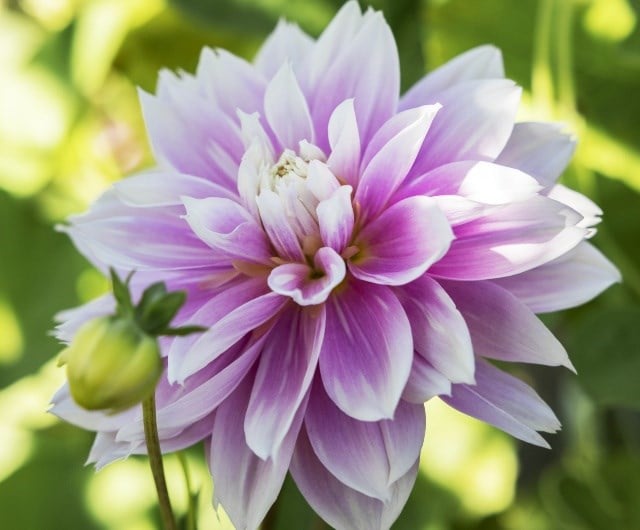 waterlily dahlias and their different types
