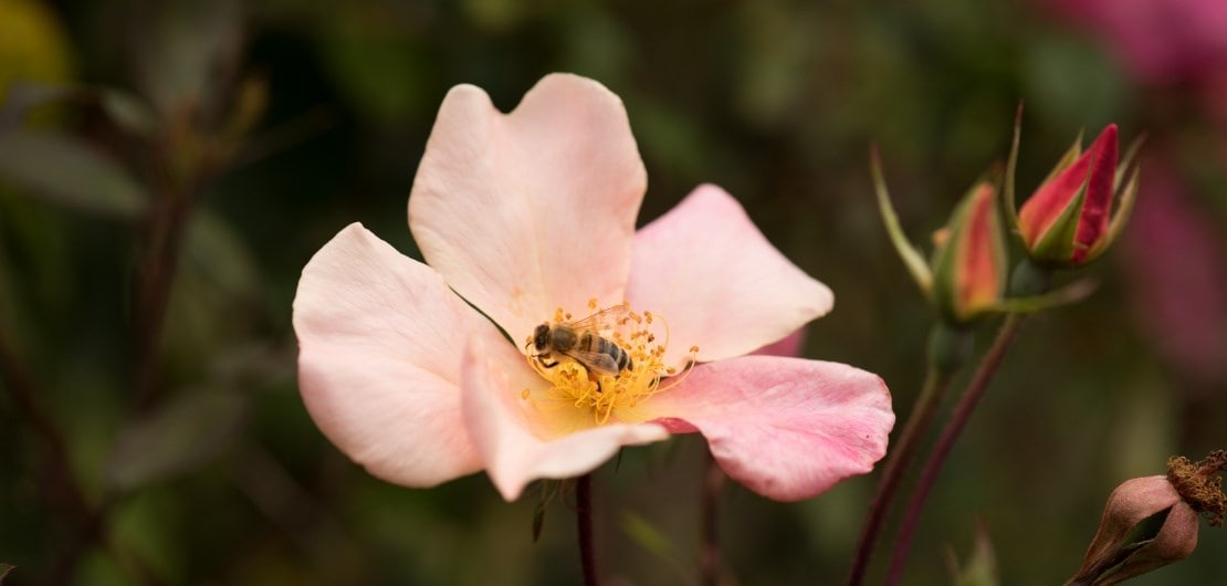 the best roses for poor soil, that will thrive in any soil type