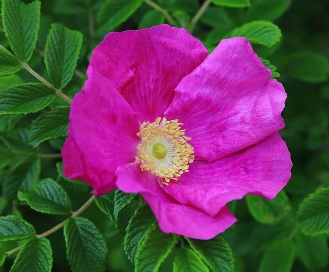 rugosa roses that work in any soil type