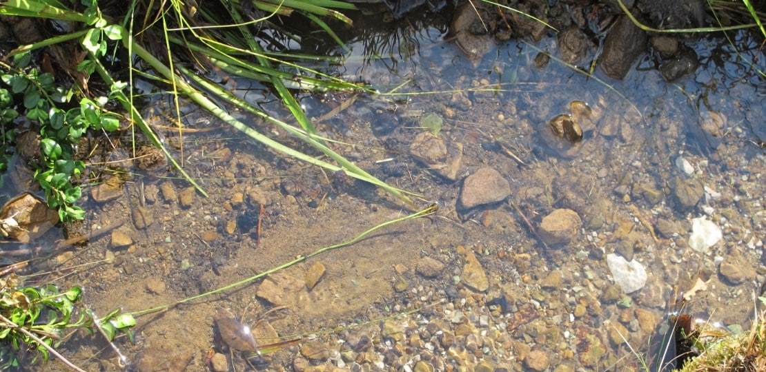 three_ways_pond