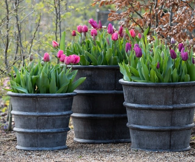 a beginner's guide to planting tulips
