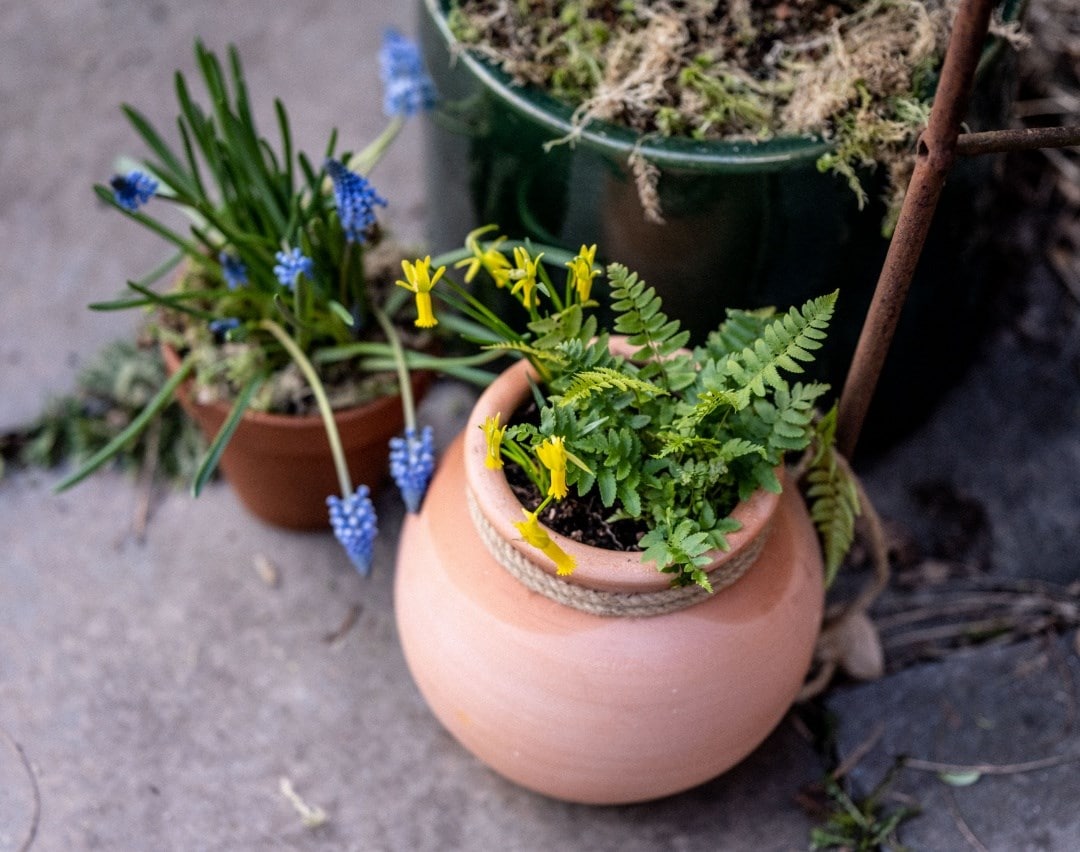 Top tips for growing plants in pots