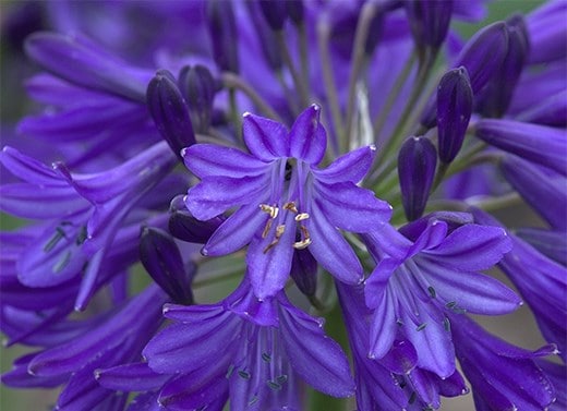 Agapanthus plants