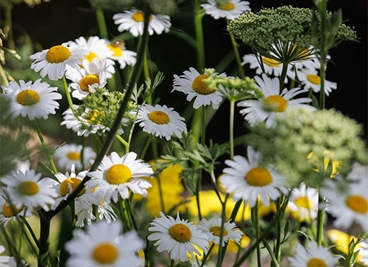 Summer patio plants