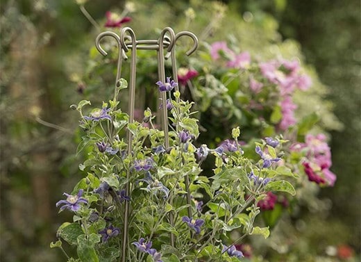 Plant support & protection