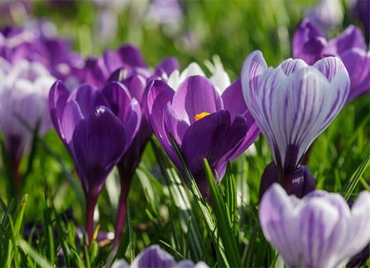 Crocus bulbs