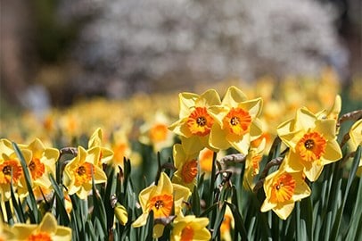 Daffodil bulbs