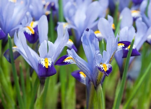 Iris bulbs