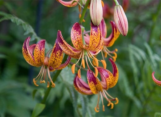 Lily bulbs