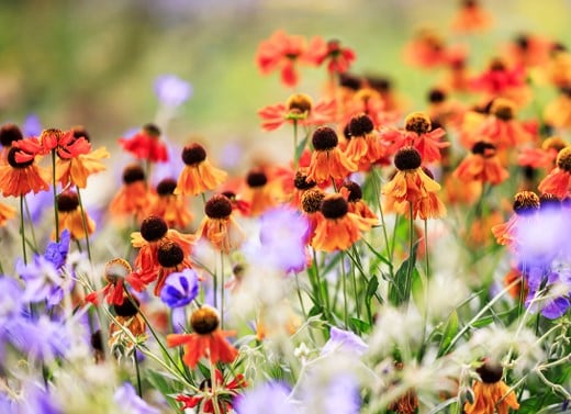 Summer colour plants