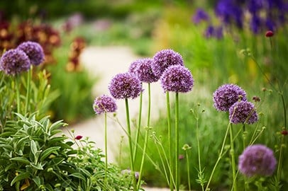Allium bulbs