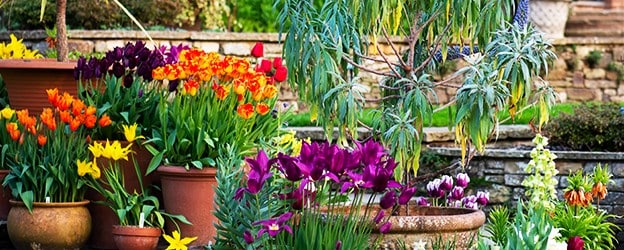 Spring bulb sale