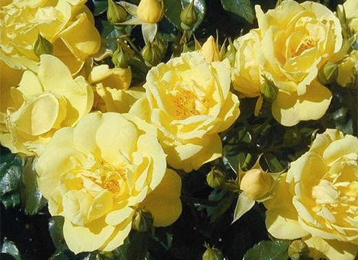 Roses