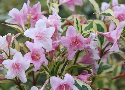 Shrubs