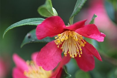 Bloomers in November