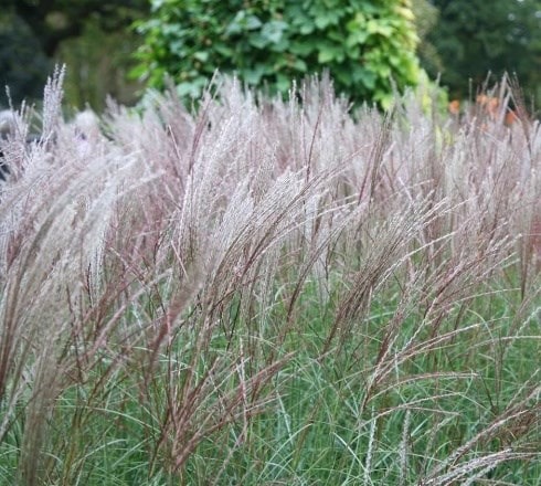 Rewilding garden