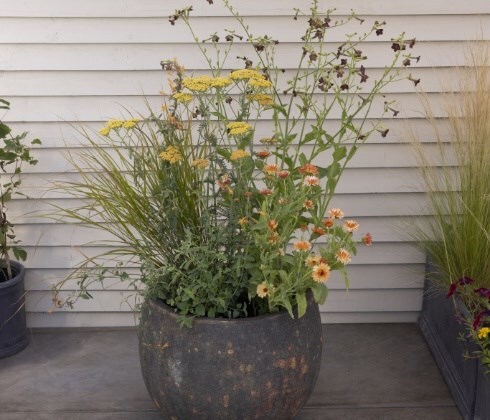 Small garden doesn't mean small plants