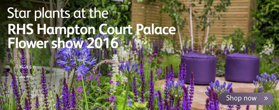 Star plants at the RHS Hampton Court Palace Show 2016