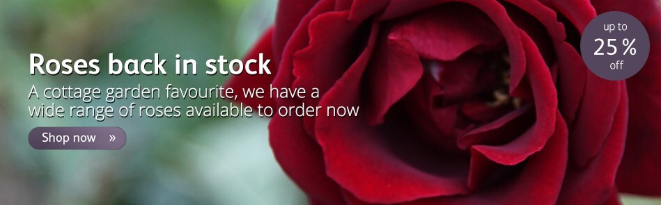 Shop roses back in stock