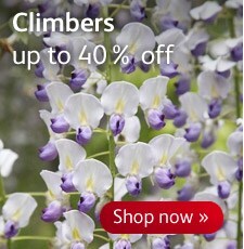 Sale - climbers up to 40% off