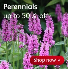 Sale - perennials up to 50% off