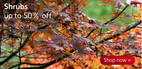 Sale - shrubs up to 50% off