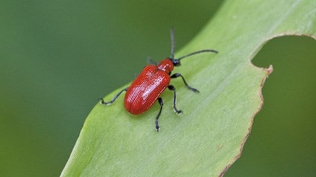 lily beetle