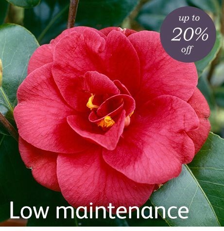 Low maintenance - 20% off