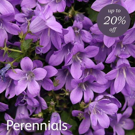 Perennials - 20% off