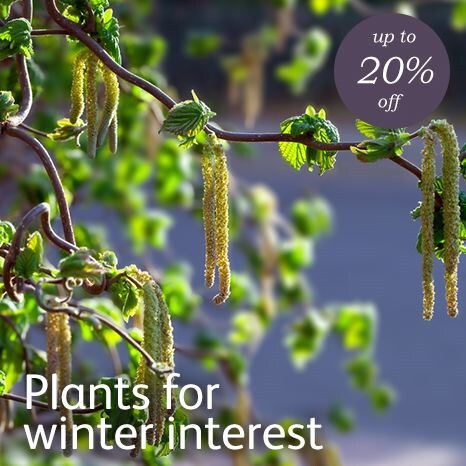 Plants for winter interest - 20% off