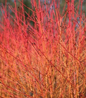 Colourful winter stems
