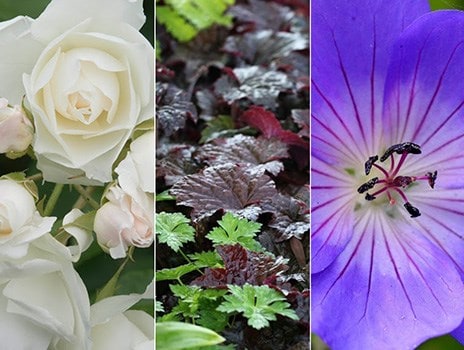 Chelsea Flower Show brings out the best and worst in us gardeners