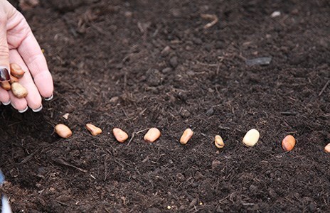 Sowing seeds outside