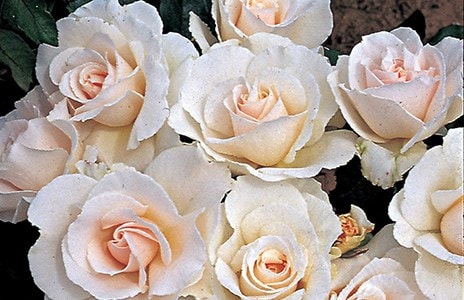 Where to prune you roses