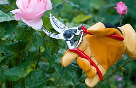 Why prune your roses?