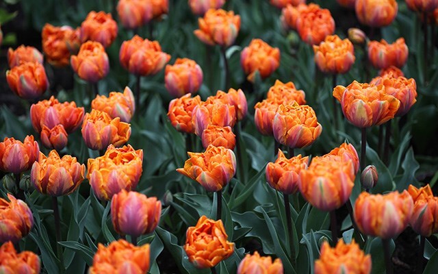 BULB SALE