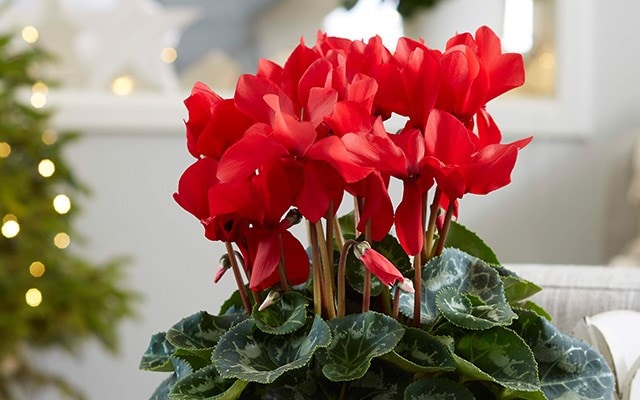 Festive flowering favourites