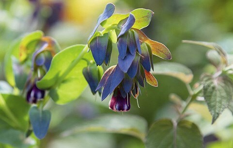 Bedding plants
