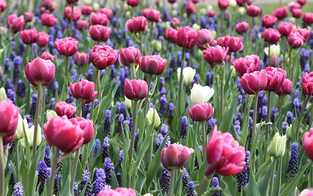 Bulb collections