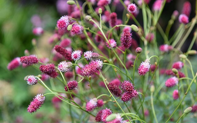Early summer colour