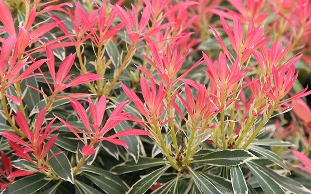 Ericaceous plants