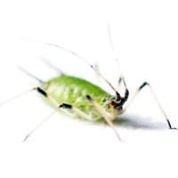 pic of aphid